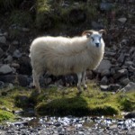 They were very unimpressed by passers by.