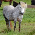 Icelandic ponies are stocky and friendly.