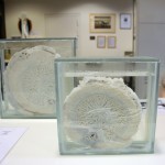 Cross section of a sperm whale penis