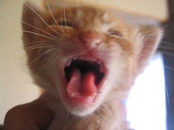 English: A kitten crying.