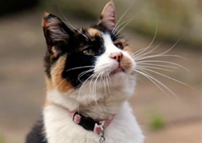 hero_cat