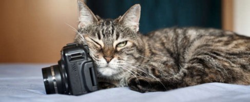 cat_marking_behavior