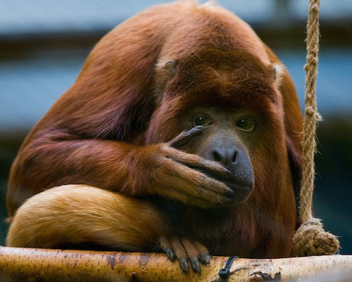 monkey business.jpg