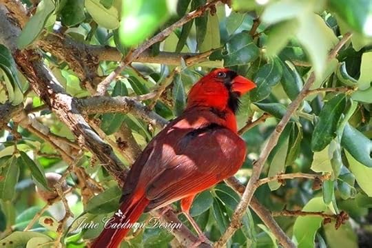 Male_Cardinal