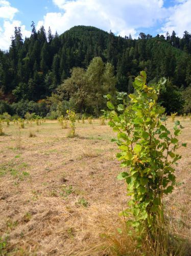 hazelnut orchard