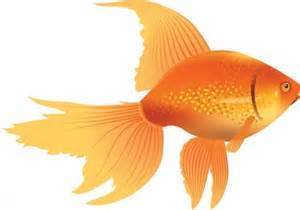 goldfish
