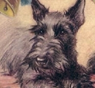 scottidog