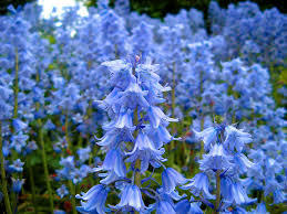  photo bluebells1_zpsb42e4522.jpg