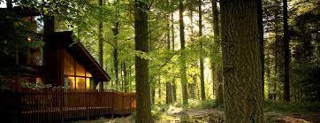  photo forestofdean_zpsf76996a5.jpg