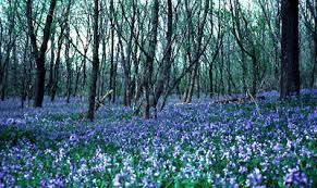  photo bluebells_zps424cabad.jpg