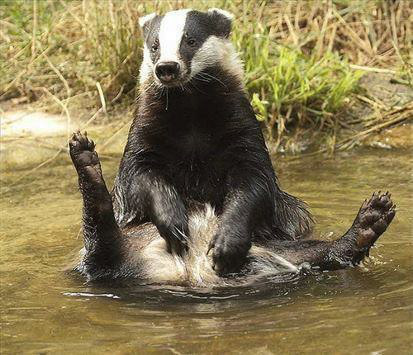 Badger bath