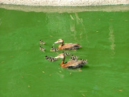 Wildlife Zoo - Aug 2014 022