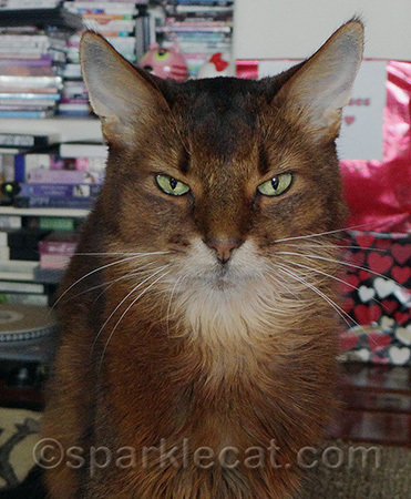I DO have other looks in addition to disgruntled. I just don't often have opportunities to use them.