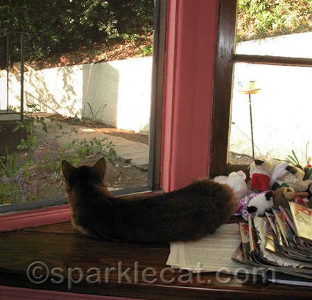 Admittedly, the Bird TV was spotty.