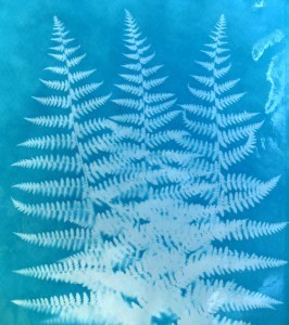 cyanotype1