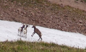 Bighorn Sheep on The Saddle