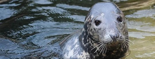 grayseal-604