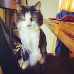 I sit on the tall chairs to see eye-to-eye with the beast. 