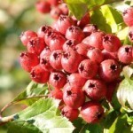 Washington Hawthorn trees are toxic. Ask Sophie. 