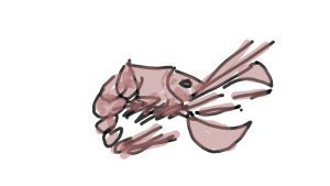 Crustacean - I love these creatures and wish I could draw them