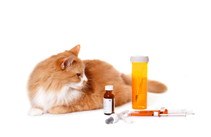 cat with medication