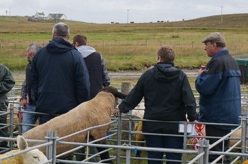 13-sheep-20140813-DSC02162