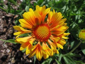 Gaillardia grandiflora - 'oranges and lemons'