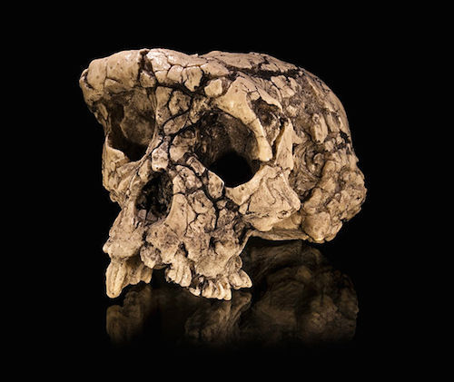 570px-Sahelanthropus_tchadensis_-_TM_266-01-060-1.jpg