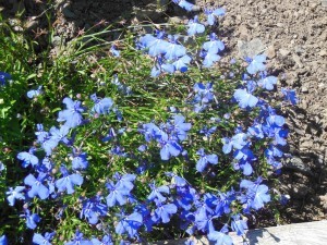 DSCN0729