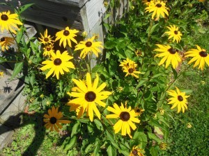 DSCN0725