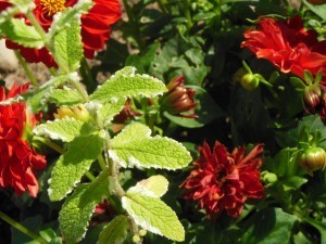 DSCN0733