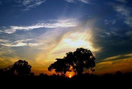 Calling your cheetah