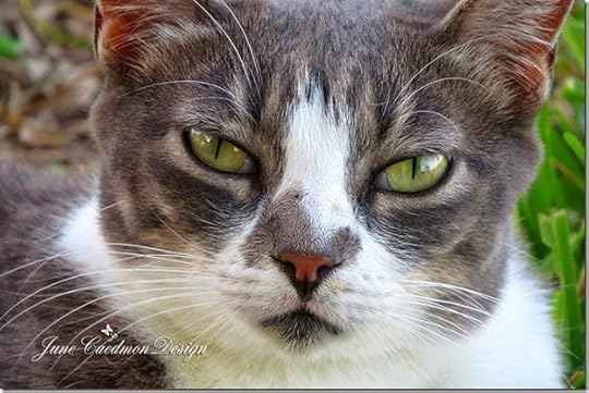 Kitty_SmilingNOT
