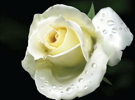 Charming-rose-with-water-drops