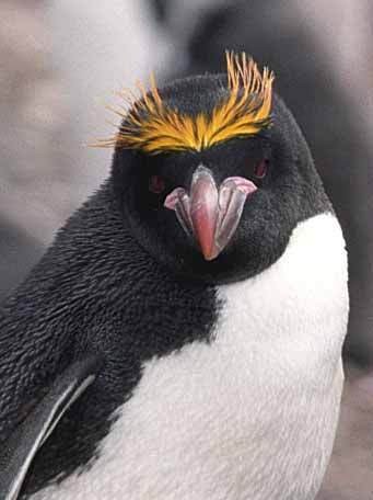 Macaroni_Penguin