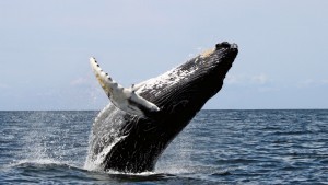 Photo of a humpback whale