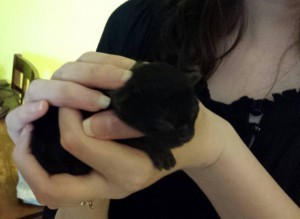 kitty