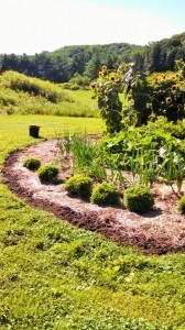 Vegetable Garden August 2014