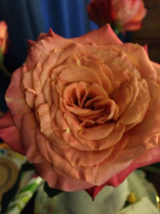 why roses have color