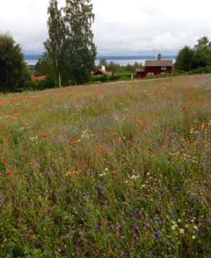 Ja men ni ser, löjligt vackert.