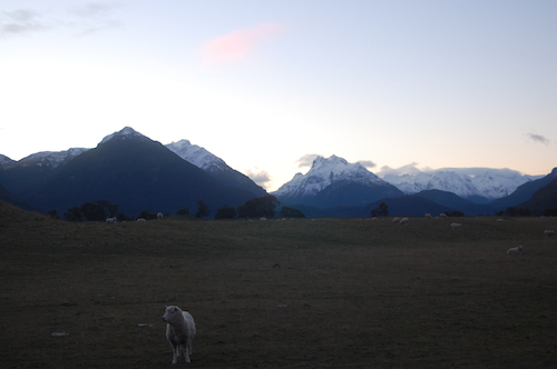 sheep in new zealand