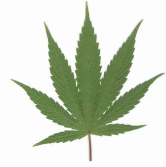 pot
