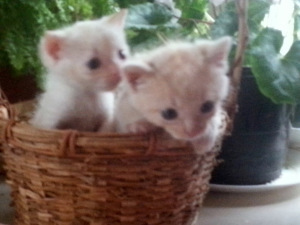 Bday kittens1