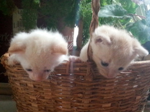 Apricot tabby kitten and part Siamese kitten with gold tipped ears