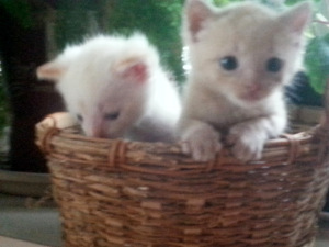 Birthday Kittens next best