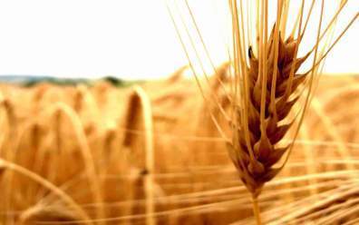cereals-agriculture-ear