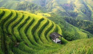 china agriculture research