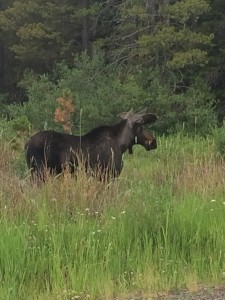 colorado moose
