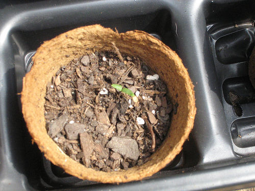 Christmas pepper seedling