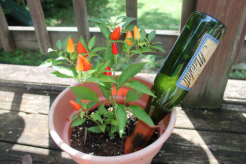 christmas pepper 001